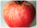A Worcester apple